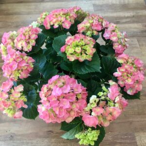 Hortensia ruukku