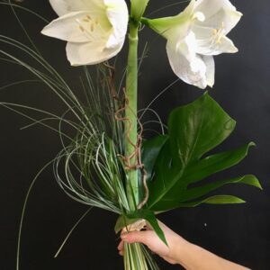 29 Kimppu I Amaryllis vihreillä