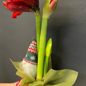 Punainen Amaryllis ruukussa