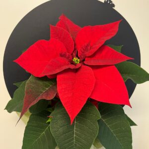 Joulutähti Lietolaiselle ikäihmiselle